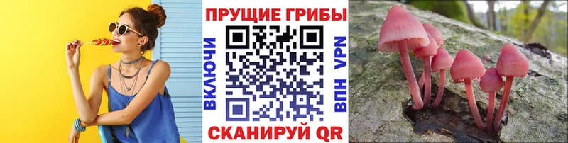 Галлюциногенные грибы Psilocybe  блэк спрут сайт  Игарка 